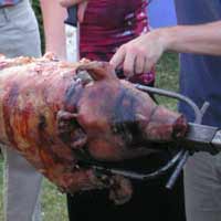 Tout est bon dans le cochon!